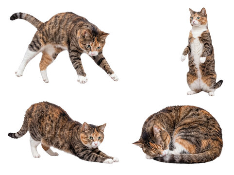 Energetic and relaxed calico cat in multiple endearing poses, showcasing its distinctive fur patterns on a transparent.