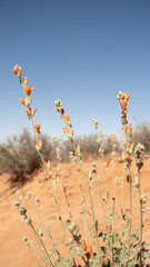orange flowers in the cactus © Antoins Photos