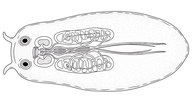Scientific illustration of Planaria flatworm anatomy