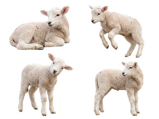 Obraz premium A delightful studio photograph of four playful white lambs in various cute poses, isolated on a transparent background.