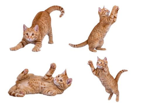 Engaging collection of orange tabby cats demonstrating various playful and acrobatic actions.