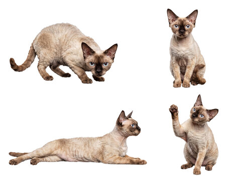 Four Devon Rex cats displaying unique poses and playful expressions on a clean transparent studio background.