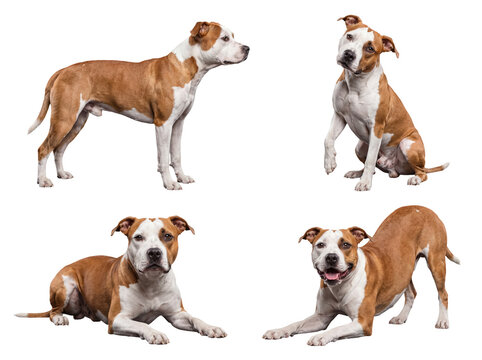 Photograph of American Staffordshire Terrier dogs in natural poses, isolated on transparent background.