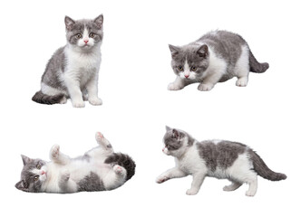 British shorthair kittens in various alert and playful poses, captured and isolated on a transparent background. © Philip