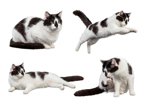 Dynamic collection of a black and white cat showcasing agility and typical grooming behaviors on transparent background.