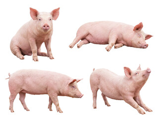 Four adorable pink piglets in various playful and natural poses, isolated on a transparent background. © Philip