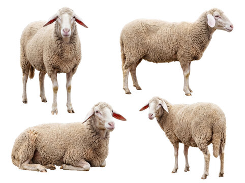Four distinct poses of a serene white sheep, showcasing its beautiful thick fleece and calm, docile temperament.