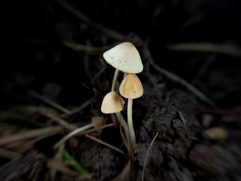 Close up photo of small mushroom at dusk, (Psilocybe semilanceata) often called liberty cap from the family (Psathyrellaceae)