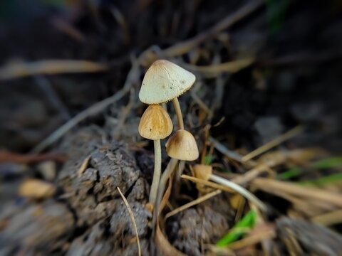 Close up photo of small mushroom at dusk, (Psilocybe semilanceata) often called liberty cap from the family (Psathyrellaceae)