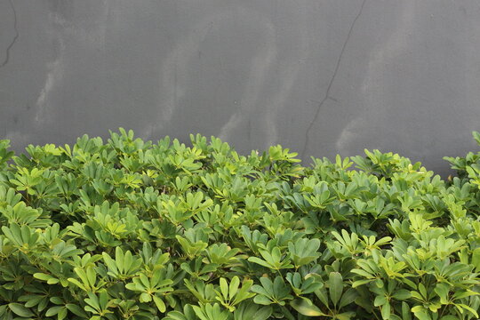 Lush green foliage of a dense shrub against a textured gray wall