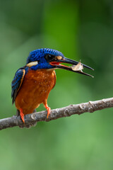 Obraz premium Portrait of kingfishers hunting in a park in Ho Chi Minh City, Vietnam