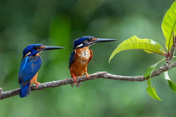 Portrait of kingfishers hunting in a park in Ho Chi Minh City, Vietnam © ThanhSon