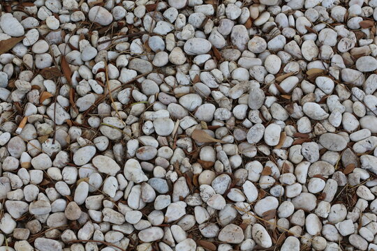 Close-up view of smooth white pebbles and dry leaves on the ground