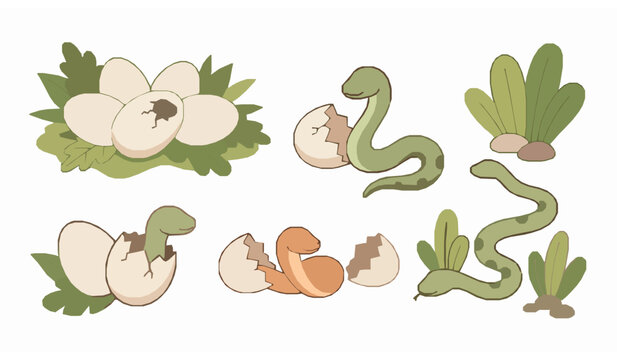 Snake hatching from egg life cycle set vector illustration