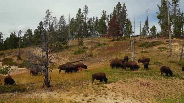 Wild buffalo American Bison nature wildlife animals Yellowstone National Park Wyoming Buffalo Herd grazing fall autumn Old Faithful Geyser Basin Grand Loop Dr mountainous hillside pararie landscape