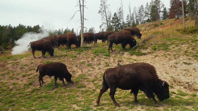 Wild buffalo American Bison nature wildlife animals Yellowstone National Park Wyoming Buffalo Herd grazing fall autumn Old Faithful Geyser Basin Grand Loop drive landscape hot springs steam pan right