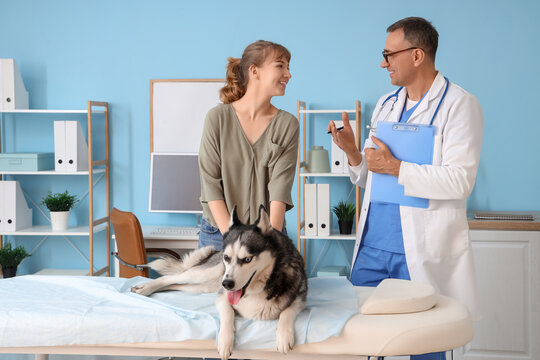 Owner brought her cute husky dog to appointment with male veterinarian in clinic
