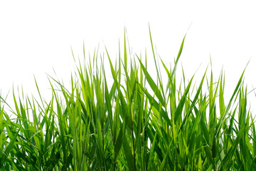 Fototapeta premium Fresh Green Grass Blades Isolated on White Background