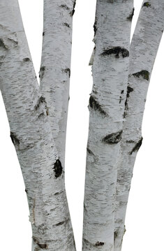 White Birch Tree Trunks Isolated on transparent Background