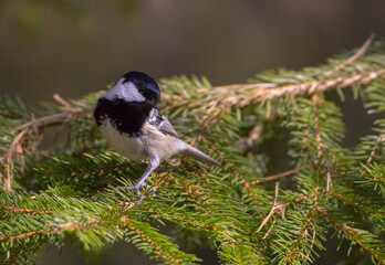 Coal tit at a wet forest in spring © Simonas