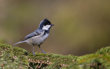 Fototapeta premium Coal tit at a wet forest in spring