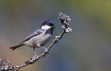Coal tit at a wet forest in spring © Simonas
