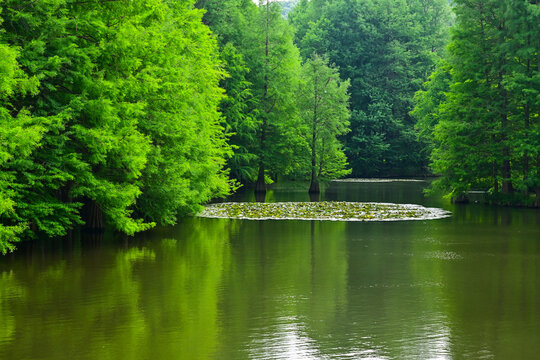Cypress trees in Yanque Lake, Ming Xiaoling Mausoleum, Nanjing, Jiangsu, China