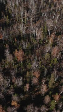 Drone footage looking straight down on a mixed woodland canopy with leafless deciduous trees and green conifers, creating strong shadows and natural texture