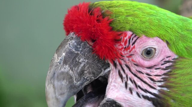Closeup of Great Green Macaw, Ara Ambiguus Bird. Colorful Parrot. 4K