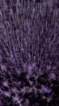 Top down aerial view of a dense woodland canopy with leafless trees and purple color grading, creating an abstract, moody nature background texture