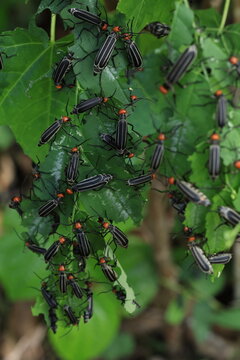Striped Blister Beetle (Epicauta vittata) , is a species of beetle in the family Meloidae, commonly as the striped blister beetle  It is known as an agricultural pest
Pang Sida National Park,THAILAND 