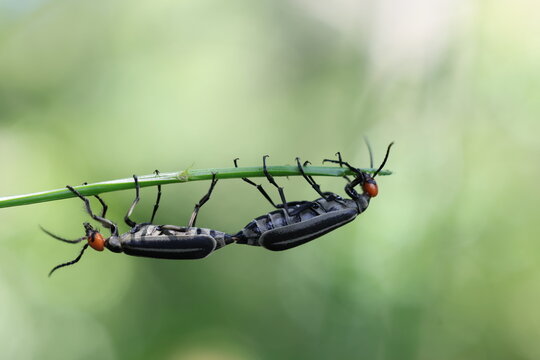 Striped Blister Beetle (Epicauta vittata) , is a species of beetle in the family Meloidae, commonly as the striped blister beetle  It is known as an agricultural pest
Pang Sida National Park,THAILAND 
