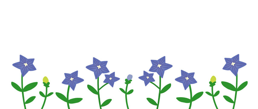 キキョウの花のイラスト背景素材|デコレーション向け素材/Bellflower illustration background material