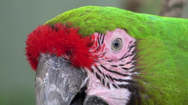 Closeup of Great Green Macaw, Ara Ambiguus Bird. Colorful Parrot. 4K