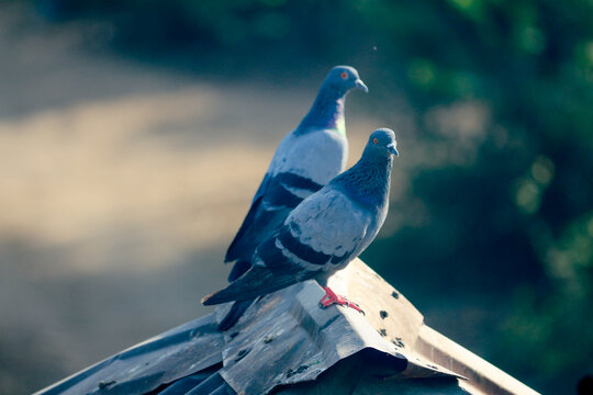 Two domestic pigeons perched together on metal rooftop against blurred background.