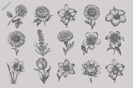 Vintage Botanical Flower Collection Vector Illustration Featuring Sunflower Rose Lily Orchid Tulip Daisy Lavender and Cherry Blossom Artwork in Retro Engraving Style for Decorative Pattern Projects