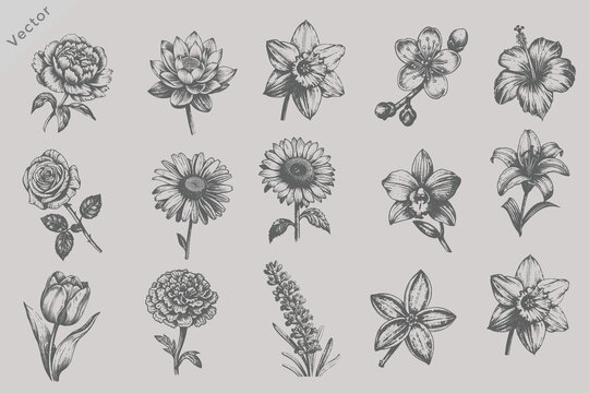 Vintage Flower Bundle Vector Illustration Featuring Rose Sunflower Lotus Jasmine Marigold Tulip Lily Orchid Daisy Lavender Hibiscus Cherry Blossom Daffodil and Peony in Retro Engraved Style for Patter