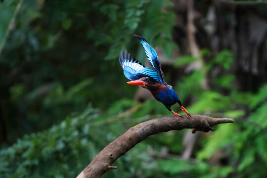 Dynamic take off of a Javan Kingfisher spreading its brilliant blue wings from a branch in Carita