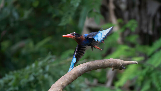 Stunning mid-air downstroke of an endemic Javan Kingfisher launching into flight from a tree branch in Carita
