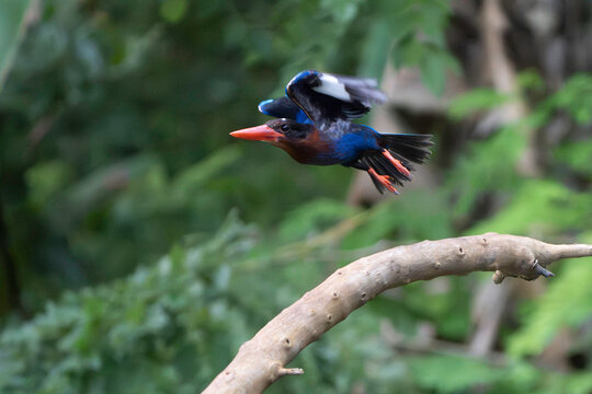 Aerodynamic bullet flight of an endemic Javan Kingfisher zooming forward over a branch in Carita