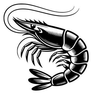 Bold vector illustration of a detailed shrimp, featuring a dynamic woodcut or linocut style with intricate cross-hatching, sharp details, and clean high-contrast lines on a plain background.