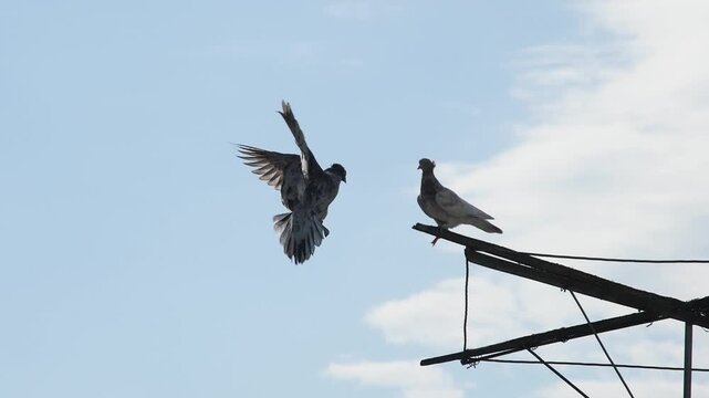 Elegant landing of a purebred roller pigeon captured in slow motion.
