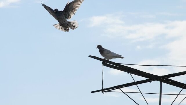 Slow motion video of a domestic roller pigeon taking off and landing back on a high perch.