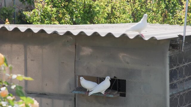 Three white domestic roller pigeons resting by a backyard dovecote.
