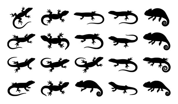 Black Lizard and Gecko Silhouette Icon Set Vector Illustration