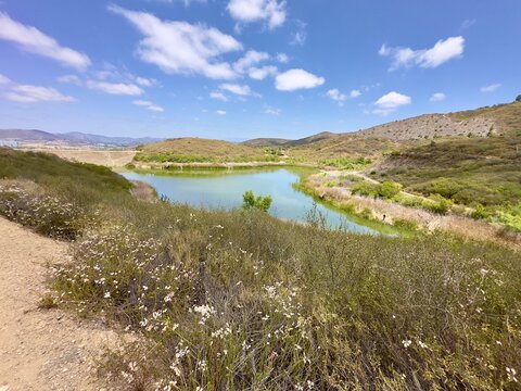 A wide historic landscape view of the South Lake dam built in 1959 in San Marcos, California, with native wild buckwheat shrubs framing the foreground.