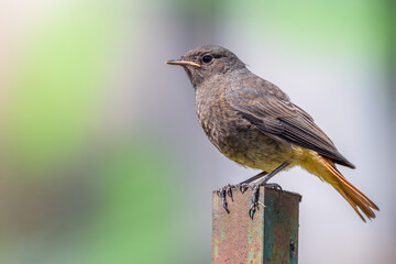 Młoda pleszka (zwyczajna) (Phoenicurus phoenicurus)  © Janusz Lipiński