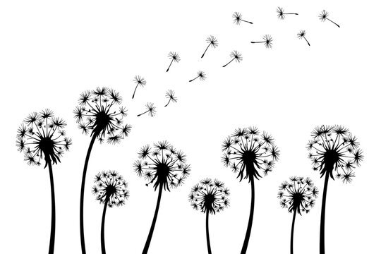 Windborne Dandelion Silhouette