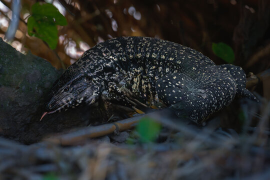 Argentine black and white tegu lizard perches in bush vegetation.