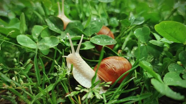 Two snails crawling on clover with water drops after rain at dawn with beautiful natural lighting, close up, macro, 4K video